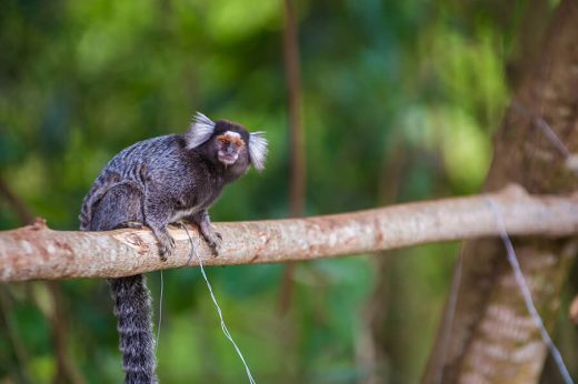Sagui - Animal Silvestre